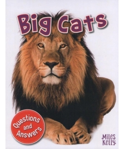 My Question & Answer N:03 Big Cats