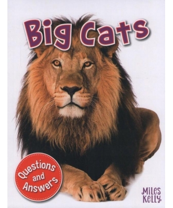 My Question & Answer N:03 Big Cats