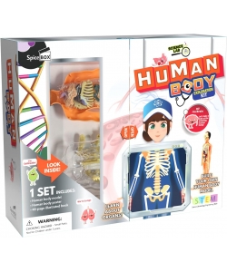 Spice Box Human Body Sx14852