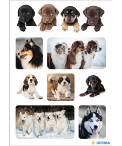 Dogs Favorite - Sticker Herma