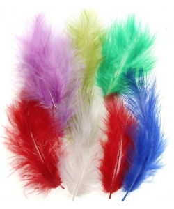 Craft For All Assorted Feather 20Pcs 5-12Cm Ca-156