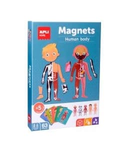 Magnets The Human Body 63/Pack - Apli - Image 1