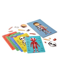 Magnets The Human Body 63/Pack - Apli - Image 2