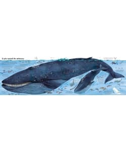 Mon Grand Livre Depliants Des Animaux - Des 4 Ans - Image 5