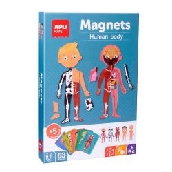 The human Body magnets